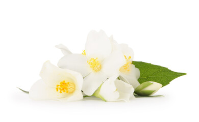 Branch of jasmine flowers and leaves isolated on white