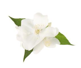 Obraz na płótnie Canvas Branch of jasmine flowers and leaves isolated on white