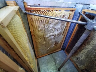 Honey Harvest. Honeycomb in a frame with raw honey ready to be harvest