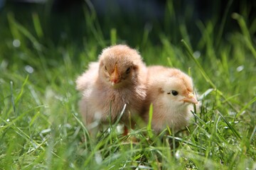 Cute chicks on green grass outdoors, closeup. Baby animals