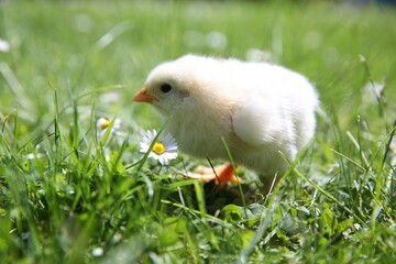 Cute chick on green grass outdoors, closeup. Baby animal