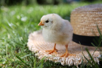 Cute chick and straw hat on green grass outdoors, closeup. Baby animal