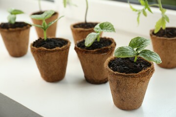 Many cucumber seedlings growing in pots on window sill, closeup