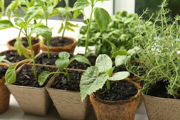 Many different seedlings in peat pots near window, closeup