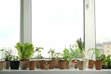 Many different seedlings growing in pots on window sill. Space for text