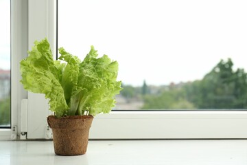 Lettuce growing in pot on window sill. Space for text