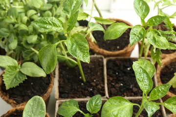 Many wet seedlings growing in pots on white background, closeup