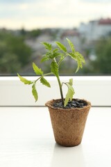 Tomato seedling growing in pot on window sill