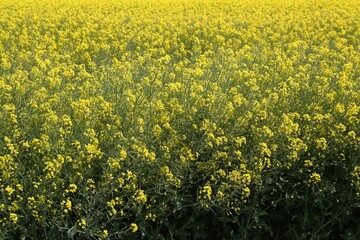 Obraz premium Field with many beautiful blooming rapeseed flowers