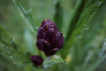 Purple artichoke plant