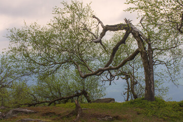 Brzoza © Grzegorz Polak