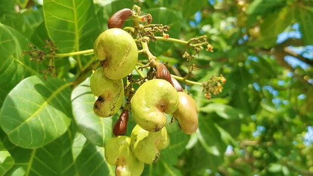 Cashew tree Anacardium occidentale with ripe fruits nuts in Mexico.