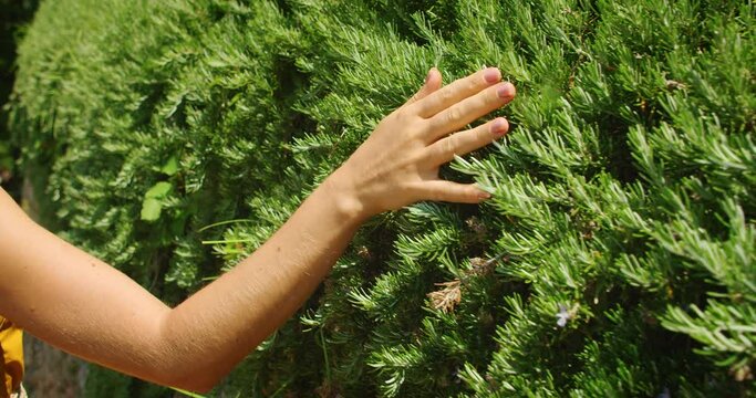 Close-up of a woman hand gently touching a vibrant green rosemary bush.
