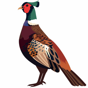 recommend clip art: Pheasant in cartoon, doodle style. Image for t-shirt, web, mobile apps and ui. Isolated 2d vector illustration in logo, icon, sketch style, Eps 10. AI Generative