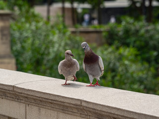 Lovebirds on the wall of the Venetian Tower (Torres Venetianes) - two towers at Plaza de Espana in Barcelona