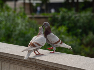 Lovebirds on the wall of the Venetian Tower (Torres Venetianes) - two towers at Plaza de Espana in Barcelona
