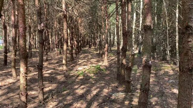 A walk in the summer pine forest 1