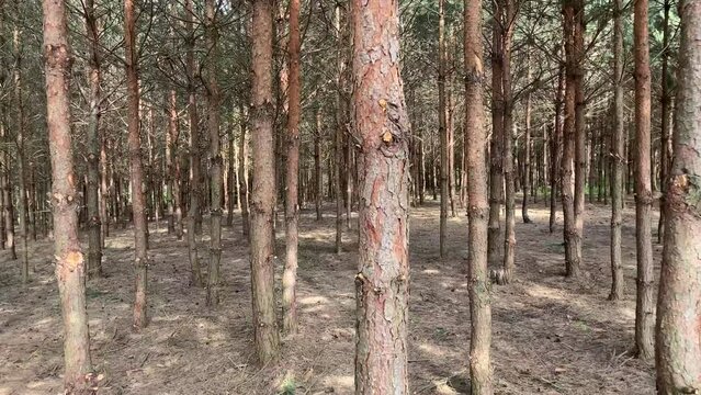 A walk in the summer pine forest 2