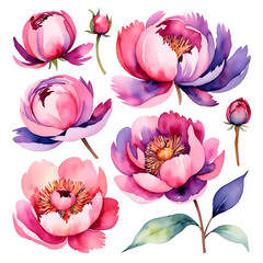 set of watercolor peonies in pink and purple colors on a white background
