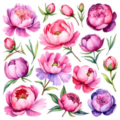 Set of watercolor peonies on a white background, in pink and purple colors