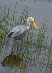 Grey Heron (Ardea cinerea) - Commonly Found in Europe, Asia, and Africa