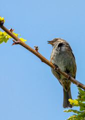 Dunnock (Prunella modularis) - Commonly Found in Europe and Asia