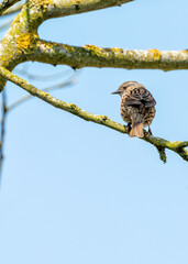 Dunnock (Prunella modularis) - Commonly Found in Europe and Asia