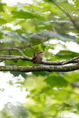 Eurasian Wren (Troglodytes troglodytes) - Commonly Found in Europe and Asia