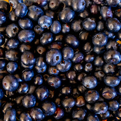 close up of a lot of blueberries