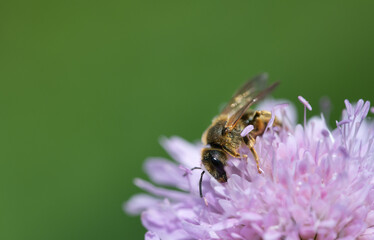 Close-up of a small wild bee searching for pollen on a purple wildflower. The background is green.
