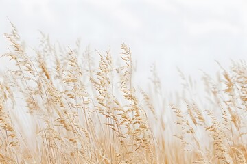 Fototapeta premium Abstract Beige Grasses with White Sky in Autumn Landscape