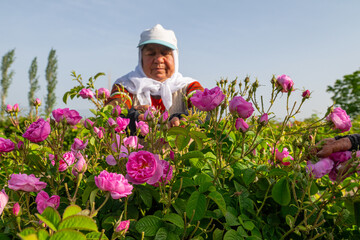 Roses in the rose fields of Isparta, one of the famous cities of Turkey. Woman labourer picking roses in the background.
