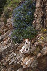 A Jack Russell Terrier perches on a rocky outcrop beside a cascade of blue wildflowers, with the rugged texture of the mountain providing a striking contrast