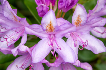 Flowering bush of pink rhododendron