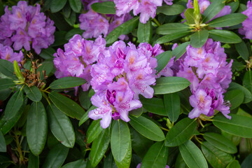 Flowering bush of pink rhododendron