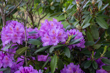 Flowering bush of pink rhododendron
