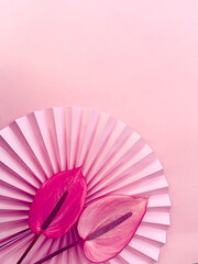 Elegant arrangement of vibrant pink anthurium flowers on a pleated paper fan against a soft pink background. ideal for design projects, print materials, or posters.