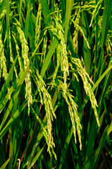 Selective focus picture and close up of waiting to harvest jasmine fragrant rice at paddy field in...