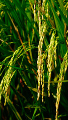 Selective focus picture and close up of ready to harvest jasmine fragrant rice at paddy field in...
