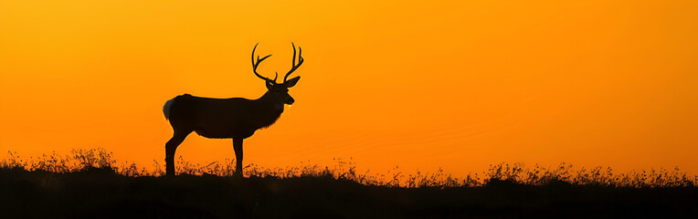 a deer stand in the green field at the time of sun sets and looking so beautiful with orange background