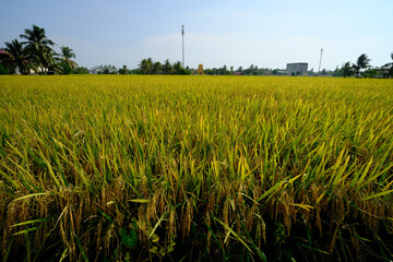 Selective focus picture of paddy  plant at paddy field with rice waiting to be harvest