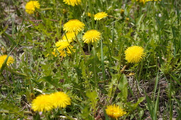 yellow dandelions in the grass