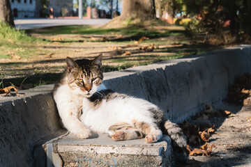 Sullen stray fighting cat rests after fight while sitting in park in sunshine. Iook of elderly cat...