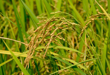 Selective focus of jasmine fragrant rice at paddy field waiting to harvest.