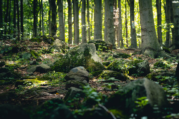 Wald bei Sonnenschein mit Steinen 