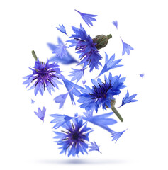 Bright blue cornflowers in air on white background