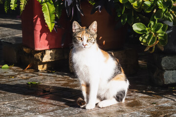 Cute tricolor cat sitting in yard sunlight after rain