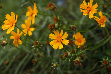 Bunch of Coreopsis