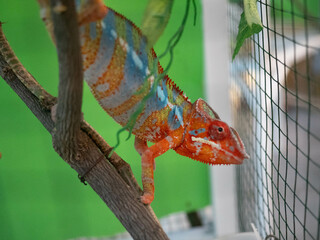 Colorful chameleon on a branch of a plant in a zoo