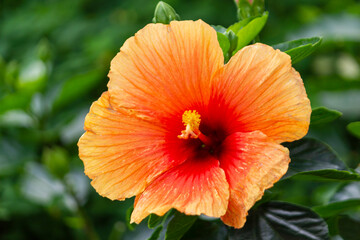 Close up of Light red Hibiscus flower on the garden